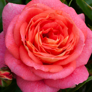 Nursery (flower, shrubs, ornamental trees): SUMMER SUN - Kordes Rose Selection