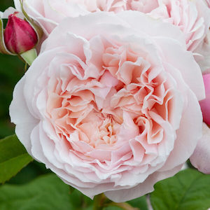 Nursery (flower, shrubs, ornamental trees): SAMANTHA JEAN - My Rose Collection