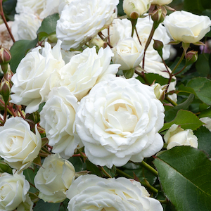 SNOW BUNNY - Kordes Rose Selection