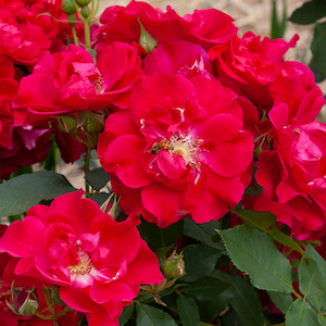 Nursery (flower, shrubs, ornamental trees): Red frenzy