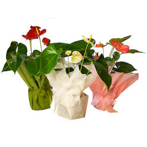 Florist: Anthurium Plant