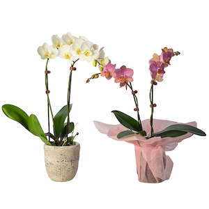 Phalaenopsis Orchid