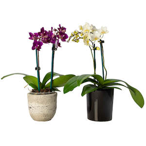 Florist: Mini Phalaenopsis Orchid