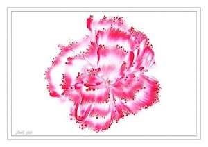 Pink Dipped Flower – Digital Image