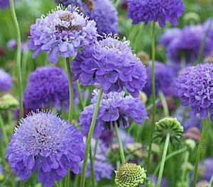 Scabiosa atropurpurea ‘Oxford blue’