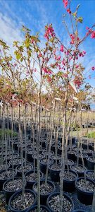 All Stock: Prunus Campanulata ‘Superba’