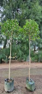 All Stock: Prunus Lusitanica