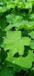 Alchemilla Mollis ‘Ladys Mantle’