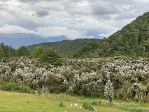 Honey manufacturing - blended: Fiordland 70+ MGO Multifloral Manuka Honey