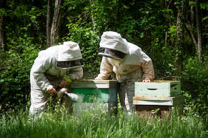 Honey manufacturing - blended: Beekeeping Experience - Per Person