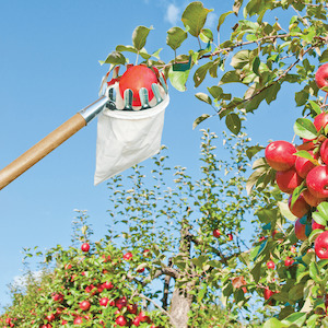 Fruit Picker