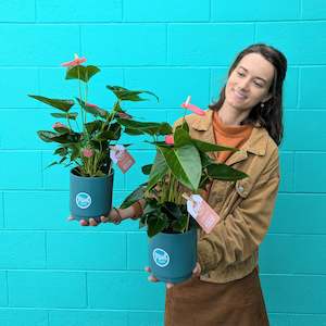 Pink Anthurium Plant in Teal Ceramic Pot