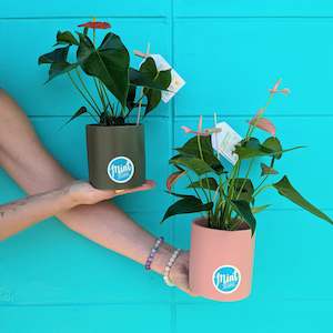 Florist: Mini Anthurium Plant in Ceramic Pot