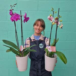 Tropical Orchid Plant - DOUBLE Flowering Stems  (WHANGAREI DELIVERY ONLY)