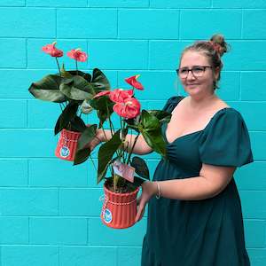 CHRISTMAS 2024 | Red Anthurium Plant in Ceramic Pot