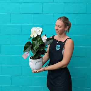 Large White Anthurium Plant in Ceramic Buddah Pot