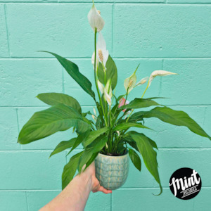 Florist: Lush Peace Lily Plant in Blue Stoneware Pot