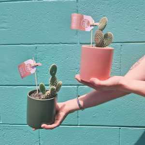 Desert Cactus in Ceramic Pot