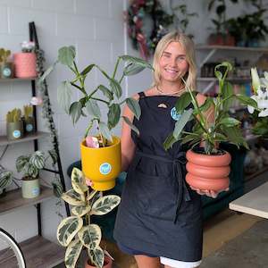 Silver Arrow Philodendron Plant in Ceramic Pot