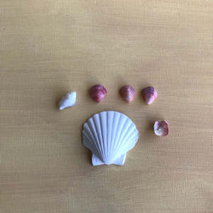 CC13 – Small Scallop Shell