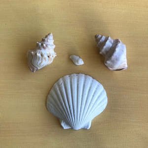 CC11 – Large Scallop Shell