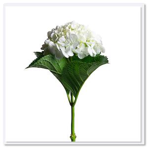 Card - White Hydrangea