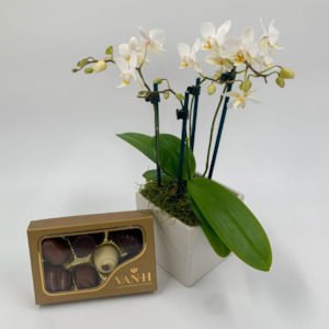 Florist: Mini Phalaenopsis Orchid + Van H Chocolates