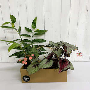 Florist: Begonia Plant Bundle - the complete gift for home or office