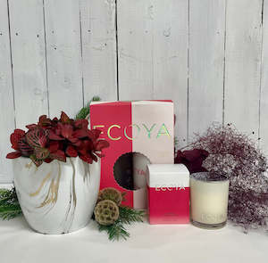 Fittonia & Ecoya Deluxe Bundle