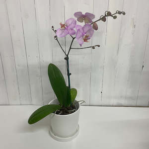 Lovely pale purple Phalaenopsis Orchid- stunning gift idea