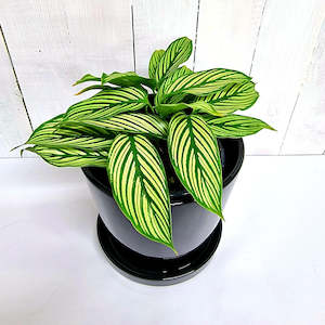 Calathea Vittata