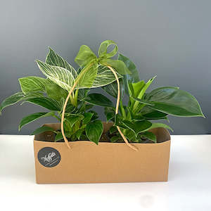 Philodendron Starter Pack- living & long lasting gift