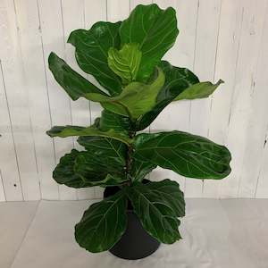 The ever popular Ficus lyrata - Fiddle Leaf Fig