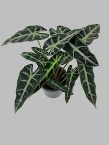 Florist: Alocasia Amazonica 'Bambino'