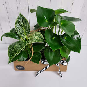 Easy care Plant Bundle- Ideal for Home or Office