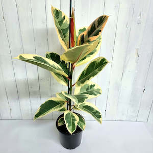 Ficus elastica - Tineke