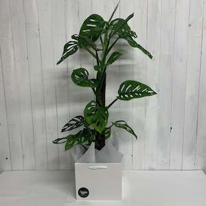 Monstera "Monkey Mask" with fern pole optional Ceramic Pot