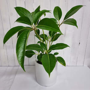 Tupidanthus Calyptratus"Umbrella Tree"