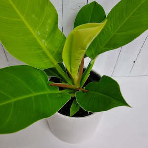 Philodendron - Imperial Golden- low maintenace Plant for Home or Office