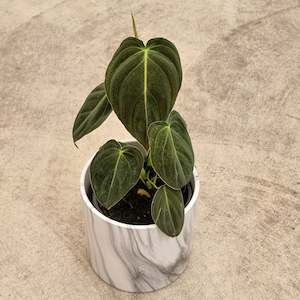 Philodendron Melanochrysum- a sought after Houseplant