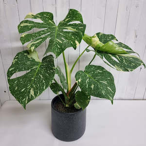 Monstera Thai Constellation - rare houseplant with stunning variegation