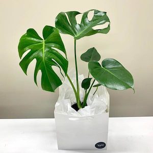 Monstera Deliciosa