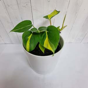 Philodendron Brasil- Beautiful lime and dark green variegated foliage