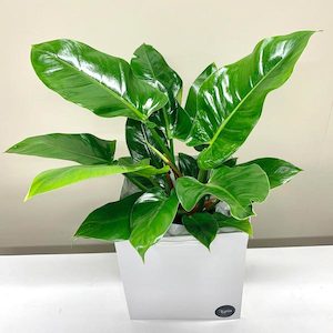 Philodendron Imperial Green