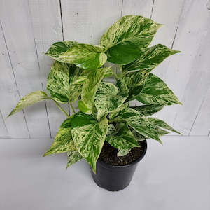 Marble Queen Pothos