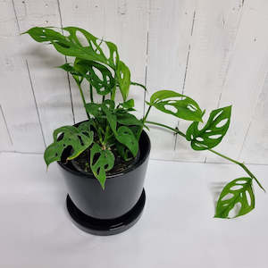 Florist: Monstera Adansonii "Swiss Cheese Vine"- Various sizes