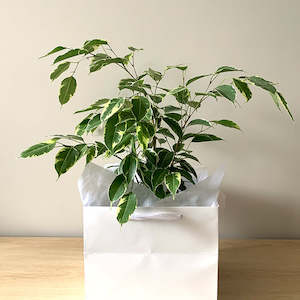 Ficus Benjamina Variegated