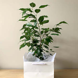 Ficus Benjamina (green)- stylish & easy care.