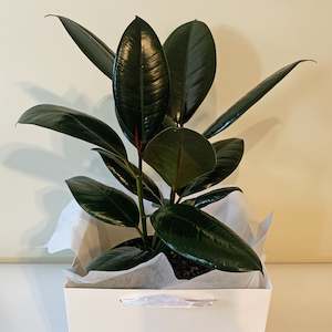 Ficus elastica - Burgundy. The ultimate low maintenace long lasting gift for home or office.