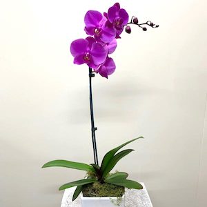 Phalaenopsis Orchid - Purple